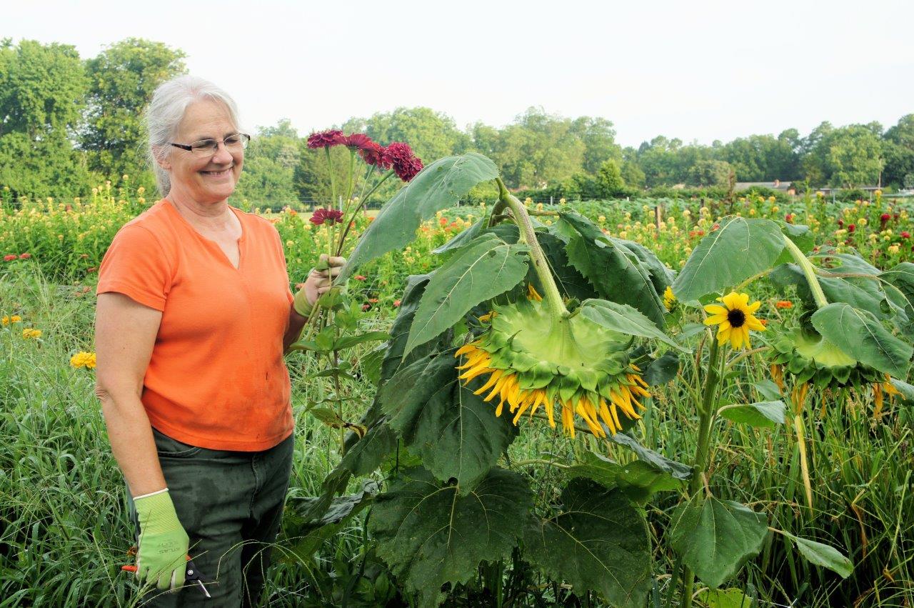 Susan admires the extra large sunflower