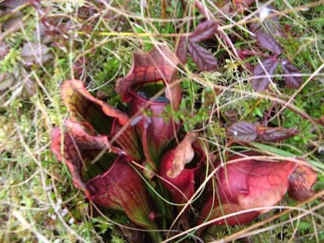 pitcher plant with water
