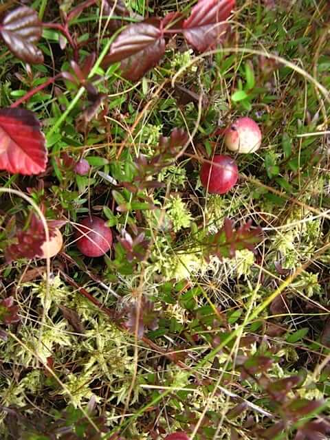 wild cranberries in bog