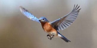 bluebird_in_flight