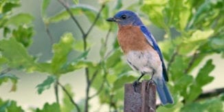 Eastern bluebird perched on a fence post