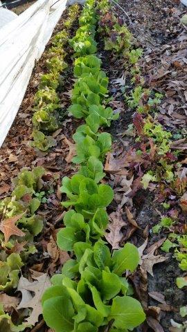 Lettuce planted in October that will produce all winter. We cut and it regrows.