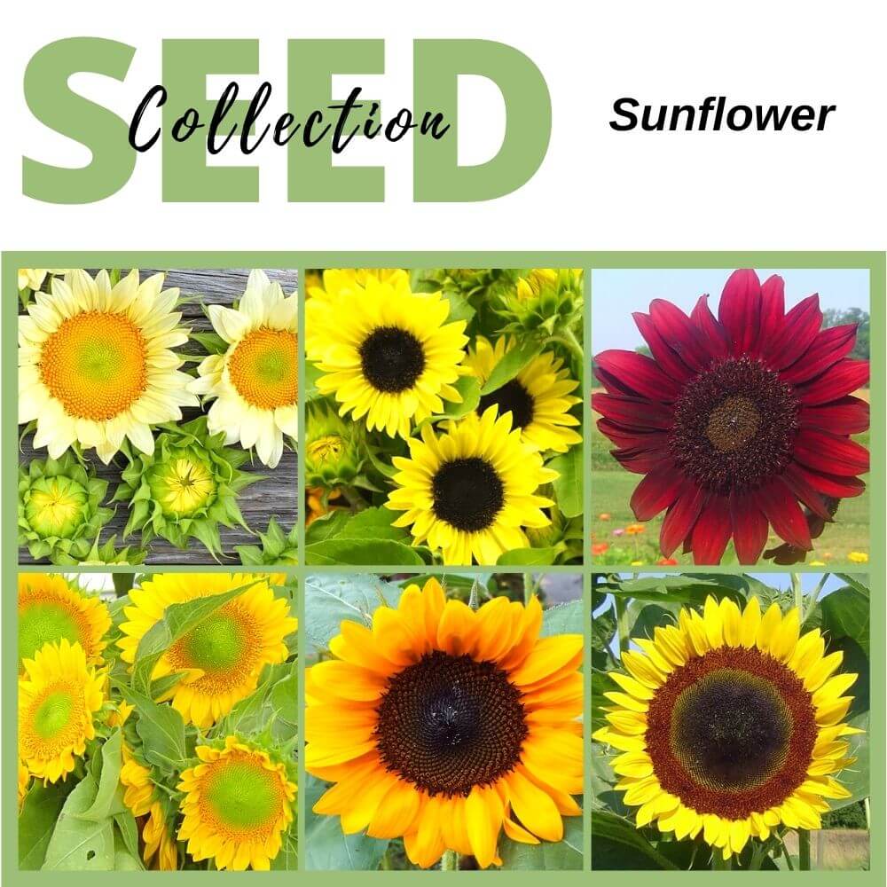 Work 01.03'19 ー Sunflower garden ー siddhayatra.kemdikbud.go.id
