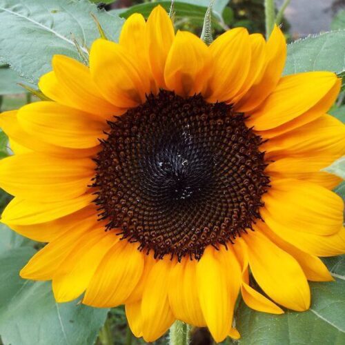 Sunflower, ProCut Orange