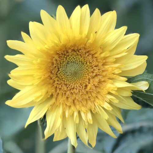 Sunflower, Lemon Aura