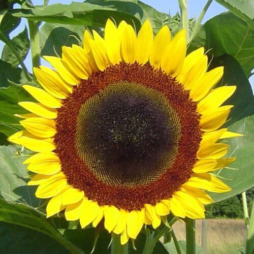 Sunflower, Sunbright Seed