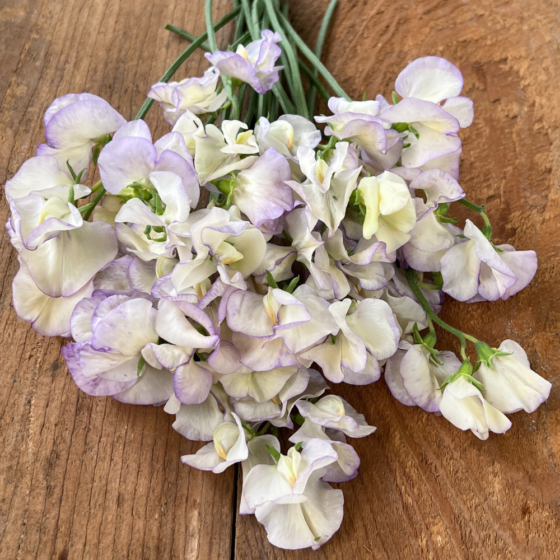 Sweet Pea, High Scent (2)