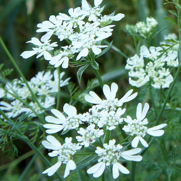 WHITE LACE FLOWER SEEDS COOL SEASON Archives - The Gardener's Workshop