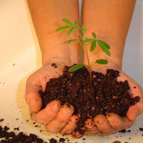 Organic Soil Blocking Mix*