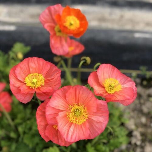 Poppy, Champagne Bubbles Mix Seed