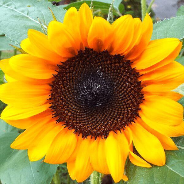 Sunflower, ProCut Orange | Gardener's Workshop