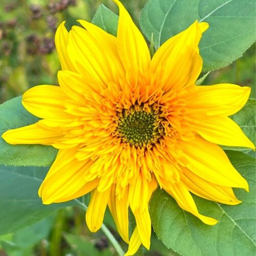 Sunflower, Lemon Aura
