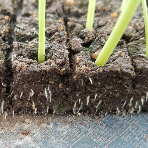 soil blocks root wg