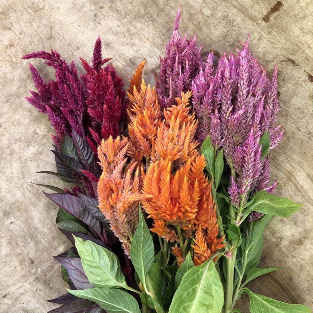 Seed Celosia Plume Sunday Mix The Gardener S Workshop