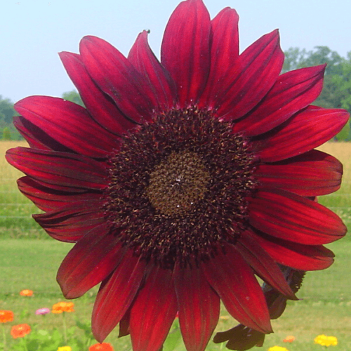 Sunflower, Rouge Royale