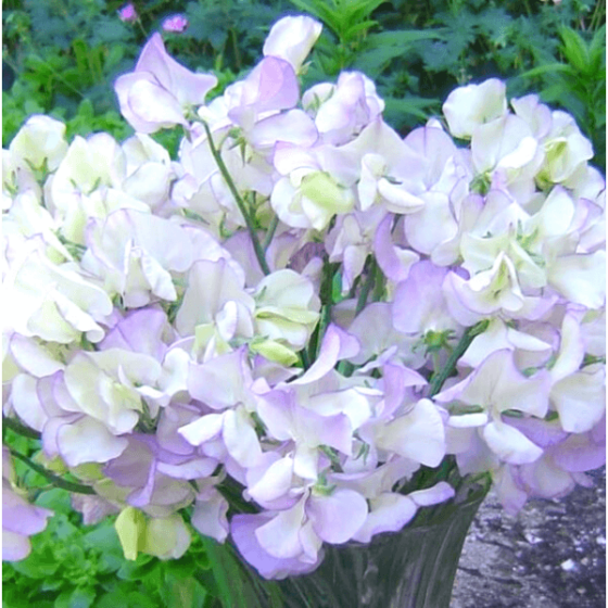 sweet pea high scent