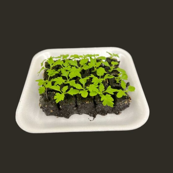 Mini tray with seedlings