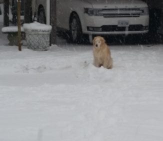 She is done pooping in the snow!