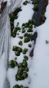 The snapdragons row cover blew off before one of the many snowstorms—and survived!