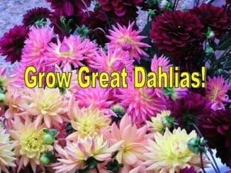 1 Grow Great Dahlias