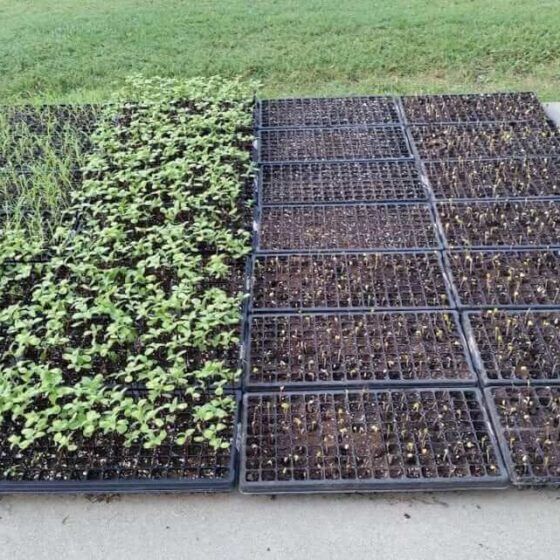 2 weeks of our sunflower production in outdoor plug trays.