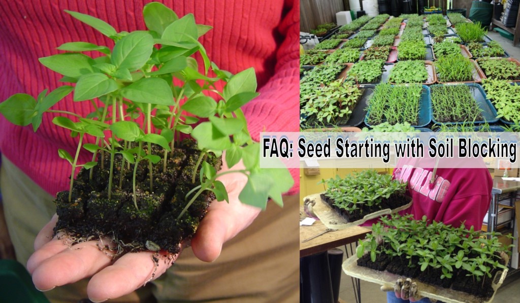 faq seed starting with soil blocking
