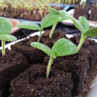 Squash seedlings just getting started in 2" soil blocks--really low-budget plants!