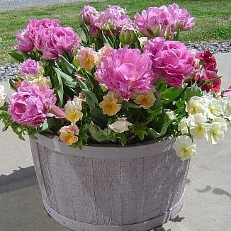 This hardy annual container is loaded with tulip bulbs--the unexpected gifts come fall to spring!