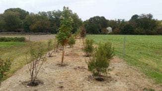 The native trees and shrubs were planned by a professional landscape designer with long term goals in mind. 