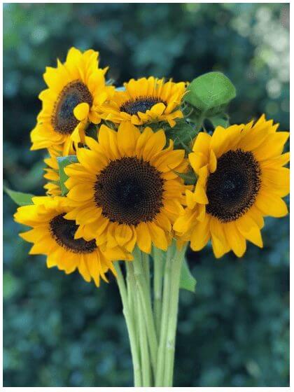 Sunflowers never seem to go out of style.
