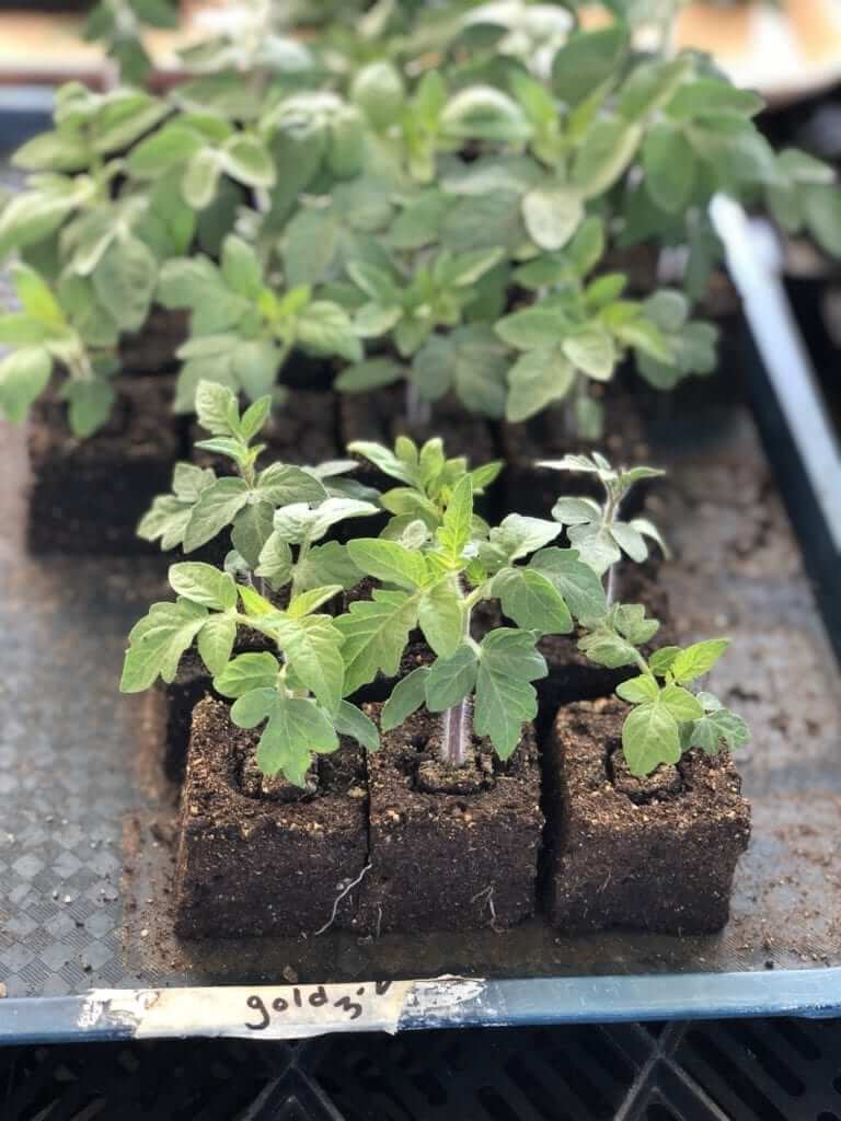 Dwarf tomatoes transplants in 2" soil blocks. 