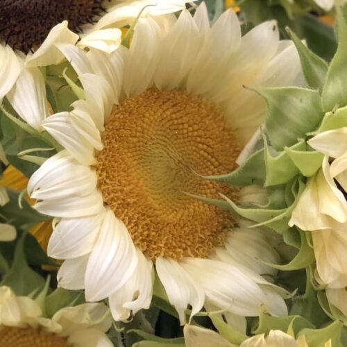 Sunflower, ProCut White Lite