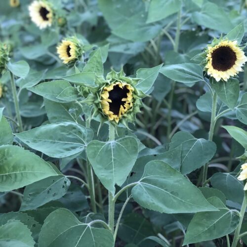 Sunflower, ProCut White Nite