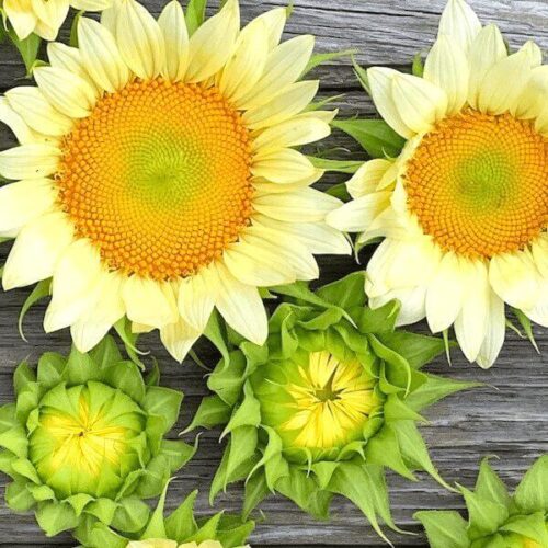 Sunflower, ProCut White Lite