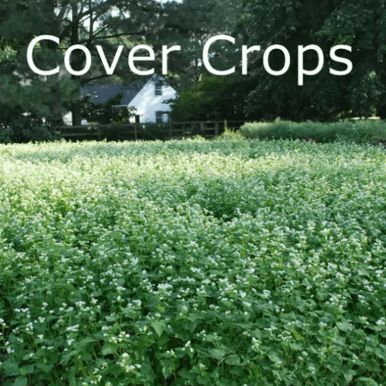 View Cover Crops