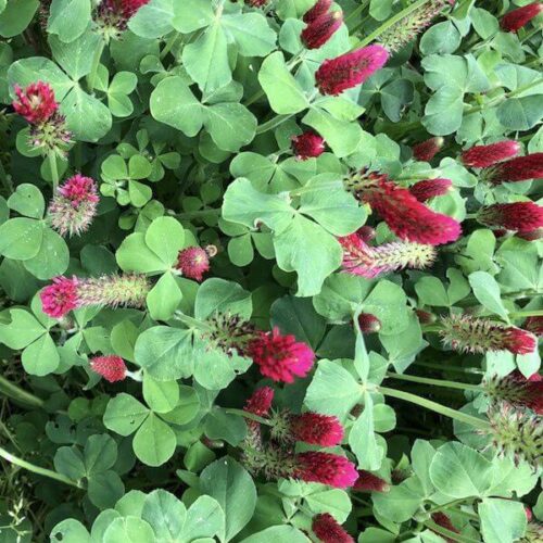 Seed, Cover Crop, Organic Crimson Clover*