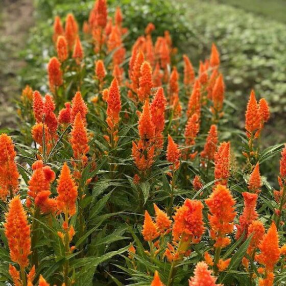 Celosia plume sunday orange garden 72dpi