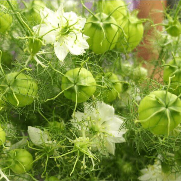 Love-in-a-Mist, Green Marbles