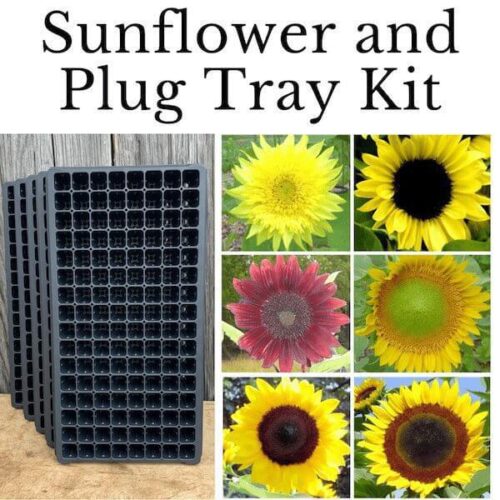 Kit, Sunflower Seed Collection and Plug Tray *
