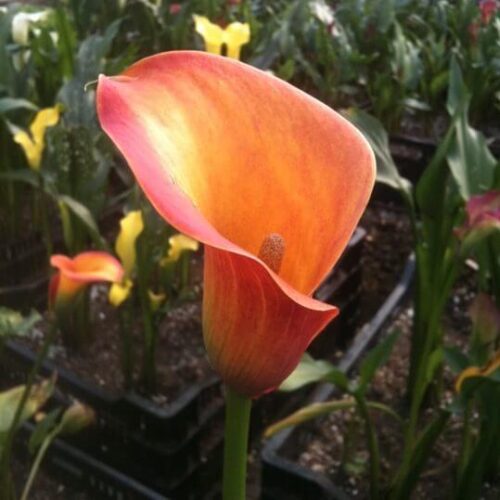 Flower Farming School Online: Bulbs, Perennials, Woodies, and More!