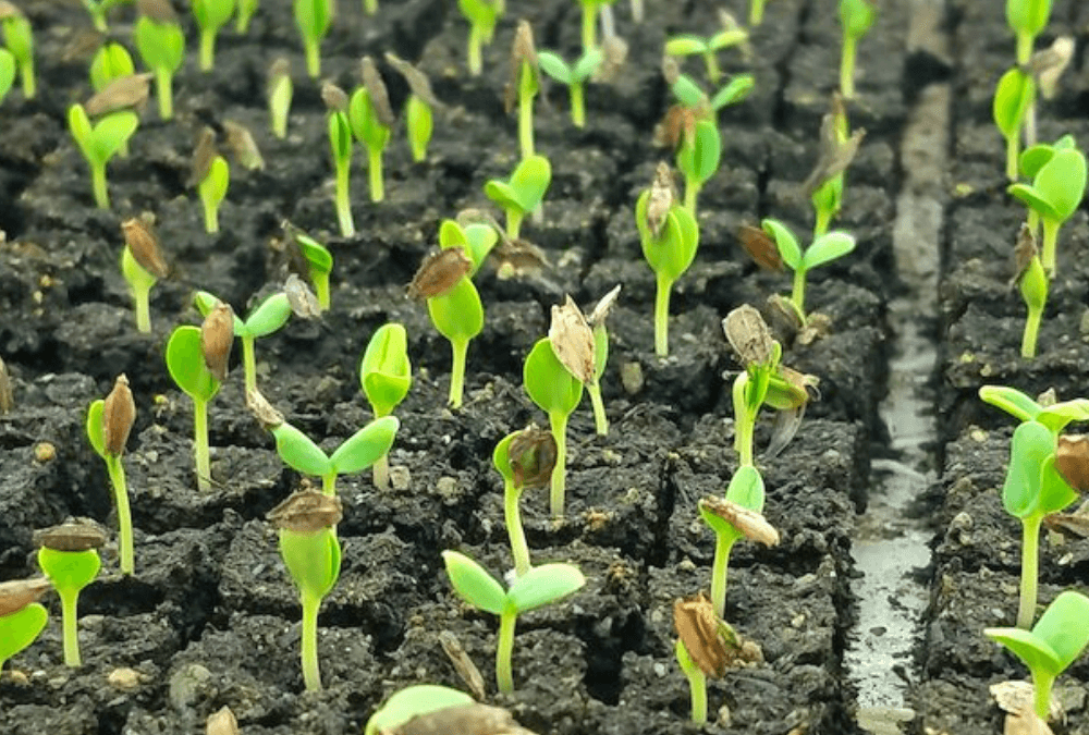 Seed Starting Strategies for Flowers & Vegetables