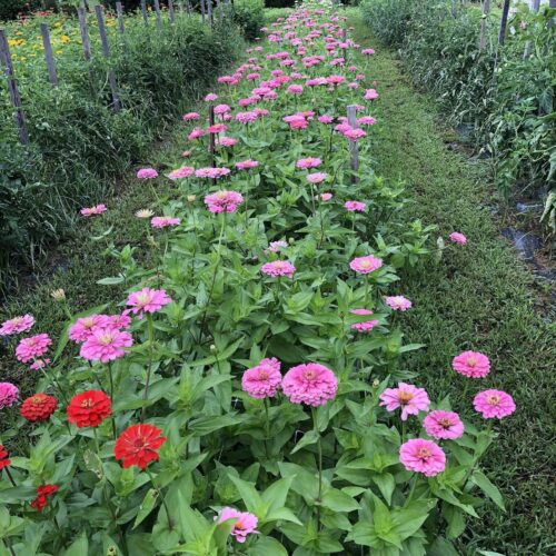 Flower Farming School Online: The Basics, Annual Crops, Marketing, and More!