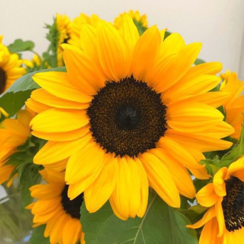 Sunflower, ProCut Orange Excel