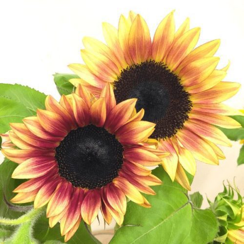 Sunflower, ProCut Plum