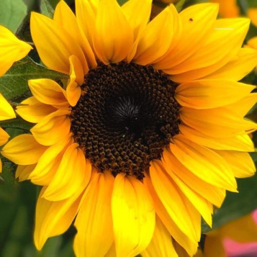 Sunflower, Ziggy Yellow Brown Bicolor