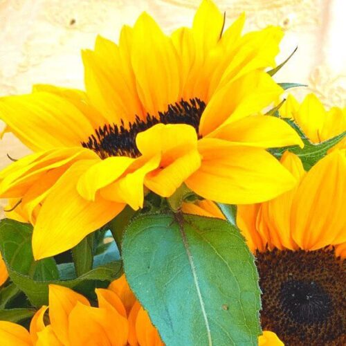 Sunflower, TGW ProCut Bouquet Mix