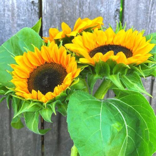 Sunflower, ProCut Horizon Seeds - Upright Flowers! (2021)