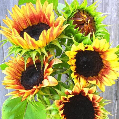 Sunflower, ProCut Plum