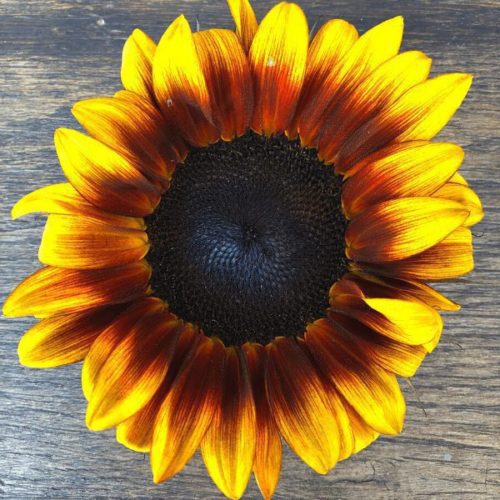 Sunflower, TGW ProCut Fall Medley Mix
