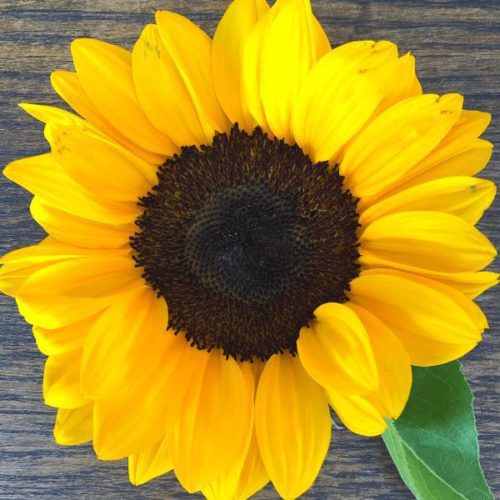 Sunflower, ProCut Orange Excel